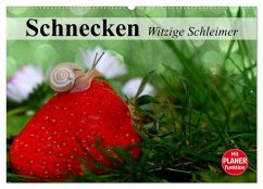 Schnecken. Witzige Schleimer (Wandkalender 2026 DIN A2 quer), CALVENDO Monatskalender