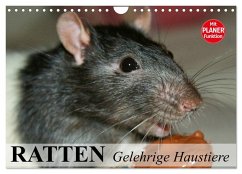 Ratten. Gelehrige Haustiere (Wandkalender 2026 DIN A4 quer), CALVENDO Monatskalender Ratten. Gelehrige Haustiere (Wandkalender 2026 DIN A4 quer), CALVENDO Monatskalender