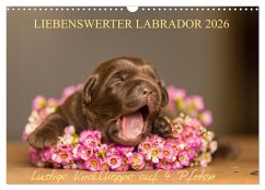 Liebenswerter Labrador 2026 (Wandkalender 2026 DIN A3 quer), CALVENDO Monatskalender Liebenswerter Labrador 2026 (Wandkalender 2026 DIN A3 quer), CALVENDO Monatskalender