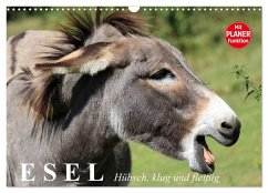Esel. Hübsch, klug und fleißig (Wandkalender 2026 DIN A3 quer), CALVENDO Monatskalender