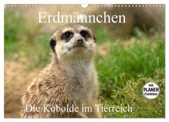 Erdmännchen - Die Kobolde im Tierreich (Wandkalender 2026 DIN A3 quer), CALVENDO Monatskalender Erdmännchen - Die Kobolde im Tierreich (Wandkalender 2026 DIN A3 quer), CALVENDO Monatskalender