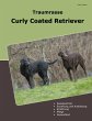 Traumrasse Curly Coated Retriever... - Bild 1