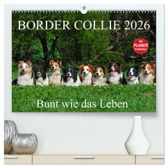 Cover Border Collie 2026 (hochwertiger Premium Wandkalender 2026 DIN A2 quer), Kunstdruck in Hochglanz