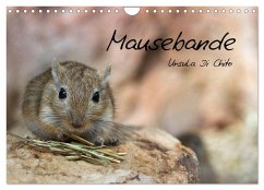 Mausebande (Wandkalender 2026 DIN A4 quer), CALVENDO Monatskalender
