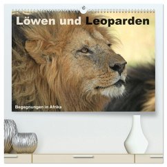 Löwen und Leoparden - Begegnungen in Afrika (hochwertiger Premium Wandkalender 2026 DIN A2 quer), Kunstdruck in Hochglanz Löwen und Leoparden - Begegnungen in Afrika (hochwertiger Premium Wandkalender 2026 DIN A2 quer), Kunstdruck in Hochglanz