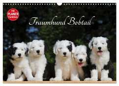 Traumhund Bobtail (Wandkalender 2026 DIN A3 quer), CALVENDO Monatskalender