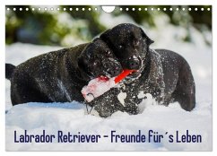 Labrador Retriever - Freunde für´s Leben (Wandkalender 2026 DIN A4 quer), CALVENDO Monatskalender