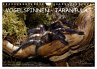 Vogelspinnen - Tarantulas (Wandkalender... - Bild 1