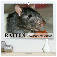 Ratten - Gelehrige Haustiere (hochwertiger Premium Wandkalender 2026 DIN A2 quer), Kunstdruck in Hochglanz