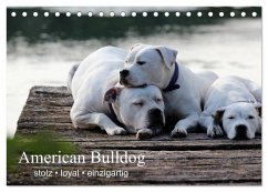 American Bulldog - stolz, loyal, einzigartig (Tischkalender 2026 DIN A5 quer), CALVENDO Monatskalender