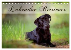 Labrador Retriever (Tischkalender 2026 DIN A5 quer), CALVENDO Monatskalender Labrador Retriever (Tischkalender 2026 DIN A5 quer), CALVENDO Monatskalender