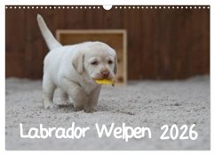 Labrador Welpen (Wandkalender 2026 DIN A3 quer), CALVENDO Monatskalender