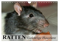 Ratten - Gelehrige Haustiere (Wandkalender 2026 DIN A4 quer), CALVENDO Monatskalender