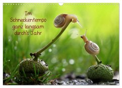 Cover Ganz langsam im Schneckentempo durch's Jahr (Wandkalender 2026 DIN A3 quer), CALVENDO Monatskalender