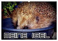 Cover Meine Igel (Wandkalender 2026 DIN A2 quer), CALVENDO Monatskalender