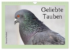 Geliebte Tauben (Wandkalender 2026 DIN A4 quer), CALVENDO Monatskalender Geliebte Tauben (Wandkalender 2026 DIN A4 quer), CALVENDO Monatskalender
