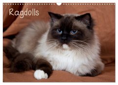 Cover Ragdolls (Wandkalender 2026 DIN A3 quer), CALVENDO Monatskalender