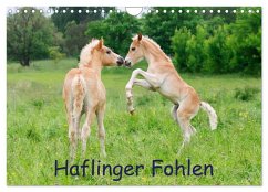 Cover Haflinger Fohlen (Wandkalender 2026 DIN A4 quer), CALVENDO Monatskalender