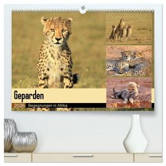 Geparden - Begegnungen in Afrika (hochwertiger Premium Wandkalender 2026 DIN A2 quer), Kunstdruck in Hochglanz Geparden - Begegnungen in Afrika (hochwertiger Premium Wandkalender 2026 DIN A2 quer), Kunstdruck in Hochglanz