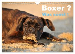 Boxer ? Was sonst ! (Wandkalender 2026 DIN A4 quer), CALVENDO Monatskalender Boxer ? Was sonst ! (Wandkalender 2026 DIN A4 quer), CALVENDO Monatskalender