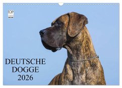 Cover Deutsche Dogge 2026 (Wandkalender 2026 DIN A3 quer), CALVENDO Monatskalender
