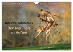 Belgischer Schäferhund - Der Malinois in Action (Wandkalender 2026 DIN A4 quer), CALVENDO Monatskalender