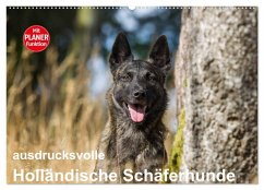 ausdrucksvolle Holländische Schäferhunde (Wandkalender 2026 DIN A2 quer), CALVENDO Monatskalender ausdrucksvolle Holländische Schäferhunde (Wandkalender 2026 DIN A2 quer), CALVENDO Monatskalender