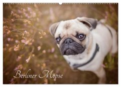 Cover Berliner Möpse (Wandkalender 2026 DIN A2 quer), CALVENDO Monatskalender