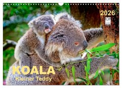Koala - kleiner Teddy (Wandkalender 2026 DIN A3 quer), CALVENDO Monatskalender