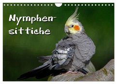 Nymphensittiche (Wandkalender 2026 DIN A4 quer), CALVENDO Monatskalender Nymphensittiche (Wandkalender 2026 DIN A4 quer), CALVENDO Monatskalender