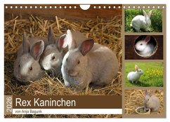 Rex - Kaninchen (Wandkalender 2026 DIN A4 quer), CALVENDO Monatskalender