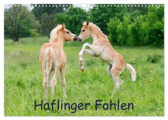Cover Haflinger Fohlen (Wandkalender 2026 DIN A3 quer), CALVENDO Monatskalender