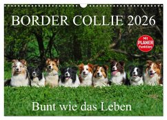 Cover Border Collie 2026 (Wandkalender 2026 DIN A3 quer), CALVENDO Monatskalender