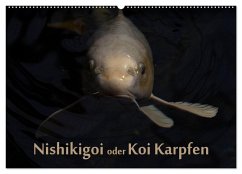 Nishikigoi oder Koi Karpfen (Wandkalender 2026 DIN A2 quer), CALVENDO Monatskalender Cover Nishikigoi oder Koi Karpfen (Wandkalender 2026 DIN A2 quer), CALVENDO Monatskalender
