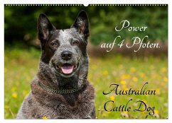 Power auf 4 Pfoten. Australian Cattle Dog (Wandkalender 2026 DIN A2 quer), CALVENDO Monatskalender