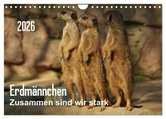 Cover Erdmännchen - Zusammen sind wir stark / CH-Version (Wandkalender 2026 DIN A4 quer), CALVENDO Monatskalender