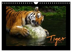 Cover Welt der Katzen - Tiger (Wandkalender 2026 DIN A4 quer), CALVENDO Monatskalender