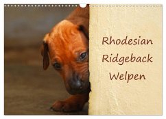 Cover Rhodesian Ridgeback Welpen (Wandkalender 2026 DIN A3 quer), CALVENDO Monatskalender