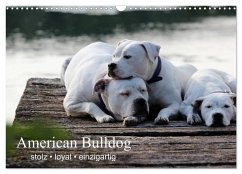 American Bulldog - stolz, loyal, einzigartig (Wandkalender 2026 DIN A3 quer), CALVENDO Monatskalender
