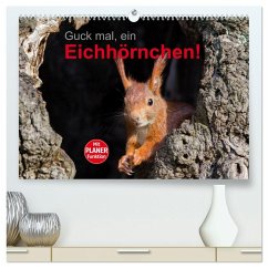 Guck mal, ein Eichhörnchen! (hochwertiger Premium Wandkalender 2026 DIN A2 quer), Kunstdruck in Hochglanz