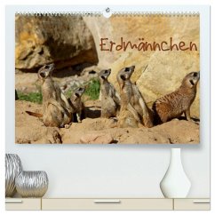 Erdmännchen (hochwertiger Premium Wandkalender 2026 DIN A2 quer), Kunstdruck in Hochglanz