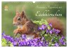 Besondere Augenblicke mit Eichhörnchen... - Bild 1