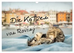 Die Katzen von Rovinj (Wandkalender 2026 DIN A3 quer), CALVENDO Monatskalender