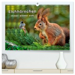 Eichhörnchen - immer wieder süß (hochwertiger Premium Wandkalender 2026 DIN A2 quer), Kunstdruck in Hochglanz
