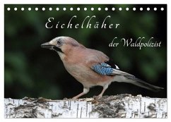 Cover Eichelhäher der Waldpolizist (Tischkalender 2026 DIN A5 quer), CALVENDO Monatskalender