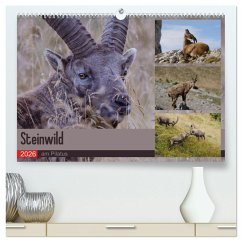 Cover Steinwild am Pilatus (hochwertiger Premium Wandkalender 2026 DIN A2 quer), Kunstdruck in Hochglanz