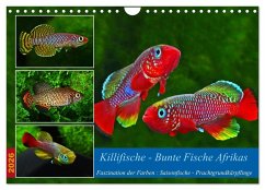 Killifische - Bunte Fische Afrikas (Wandkalender 2026 DIN A4 quer), CALVENDO Monatskalender