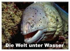 Cover Die Welt unter Wasser (Wandkalender 2026 DIN A2 quer), CALVENDO Monatskalender