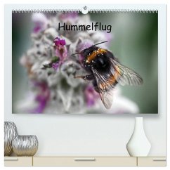 Hummelflug (hochwertiger Premium Wandkalender 2026 DIN A2 quer), Kunstdruck in Hochglanz Hummelflug (hochwertiger Premium Wandkalender 2026 DIN A2 quer), Kunstdruck in Hochglanz