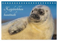Kegelrobben hautnah (Tischkalender 2026 DIN A5 quer), CALVENDO Monatskalender